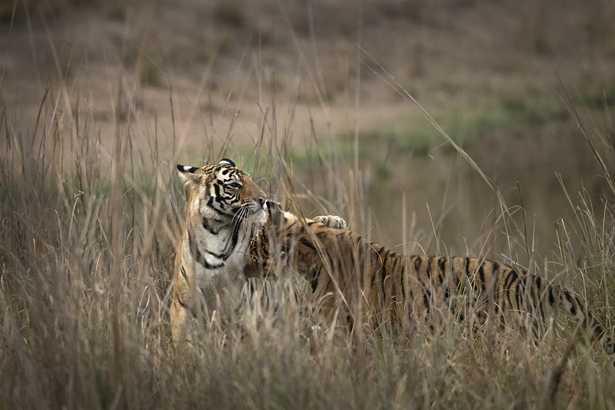 TIger cubs playing captured during a tiger photo safari
