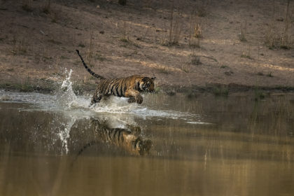 TIger cubs playing captured during a tiger photo safari