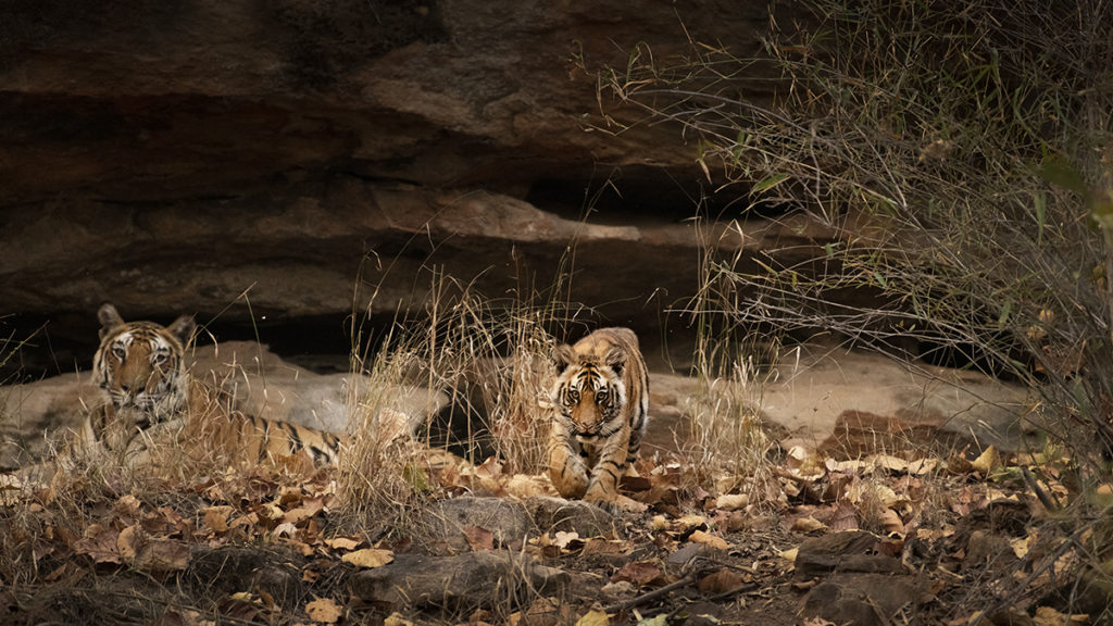 Tiger mother and cub.