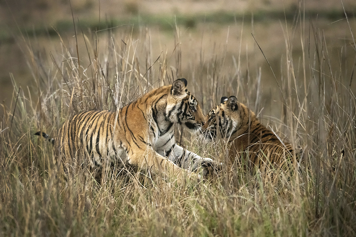 TIger cubs playing captured during a tiger photo safari