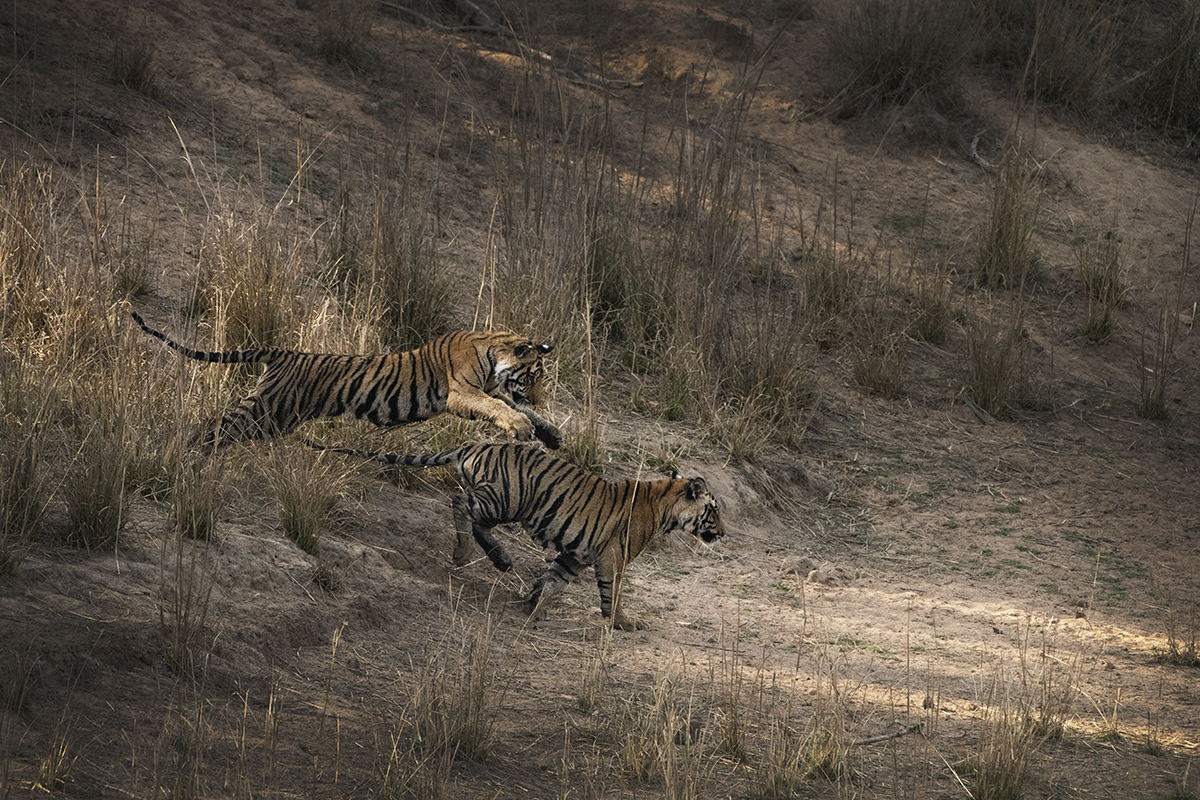 TIger cubs playing captured during a tiger photo safari