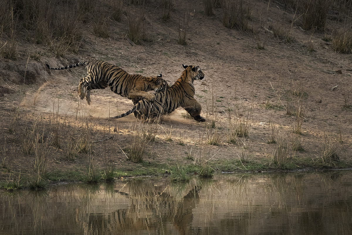 TIger cubs playing captured during a tiger photo safari