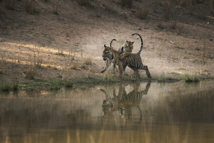 Tiger-cubs-Photo-Safari_PSM4168