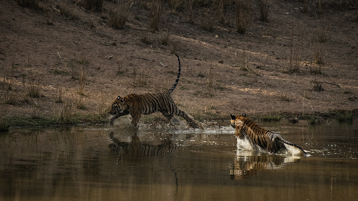 TIger cubs playing captured during a tiger photo safari