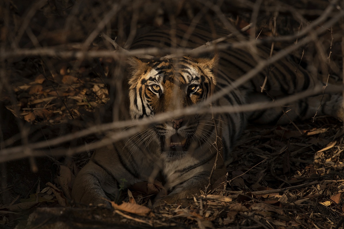 Tiger sitting in dramatic forest light