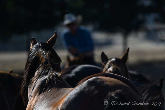 Horse photography workshop