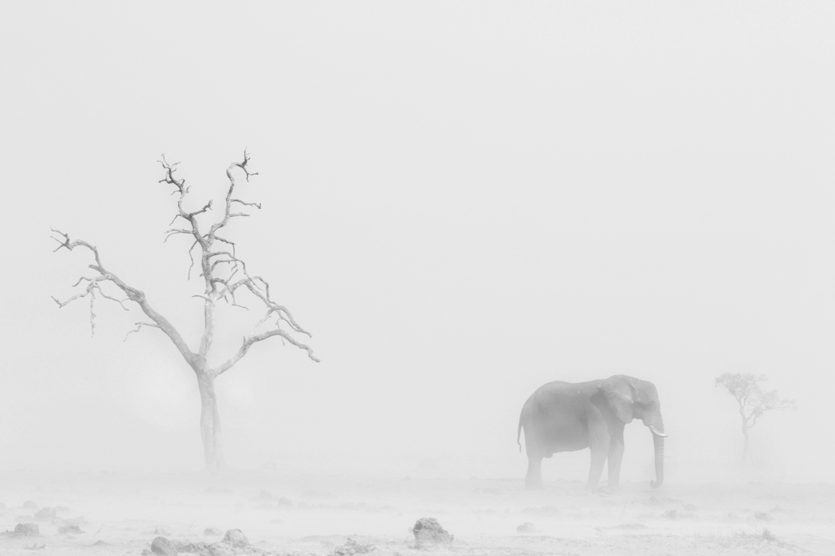 Elephant in a dust storm in Savuti, Botswana. Captured on a photo safari in Botswana