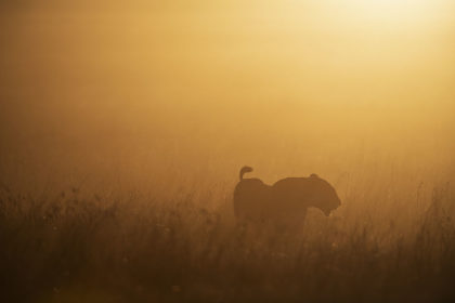 Lion at sunrise on a photo safari in the Maasai Mara in Kenya, Afria