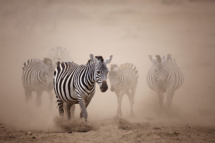 Amboseli-Africa-Photo-Safari-IMG_2623