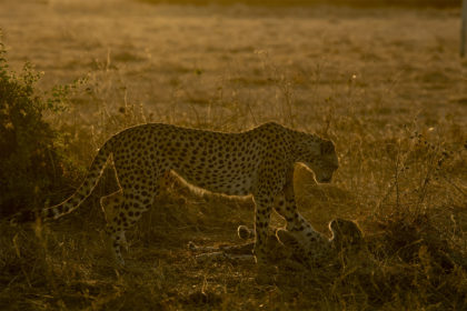 Cheetah cubs playing in the golden light in Amboseli, Kenya