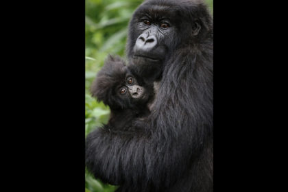 Gorillas-Rwanda5E4A61