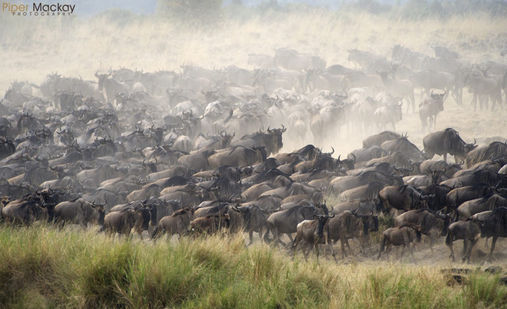 Great Migration Kenya