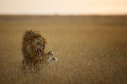 Lions Mating in the Mara, Kenya