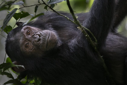 Photograph of a chimpanzee in Uganda