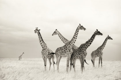 Africa-Giraffe-Photo-Safari-IMG_2501