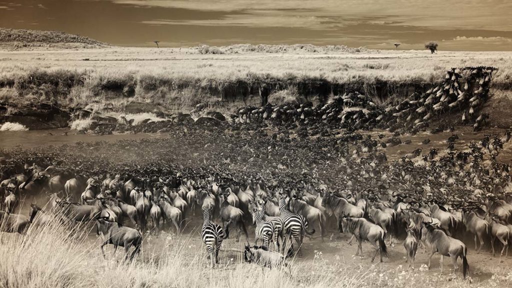 Great Migration in Africa photographed with Infrared
