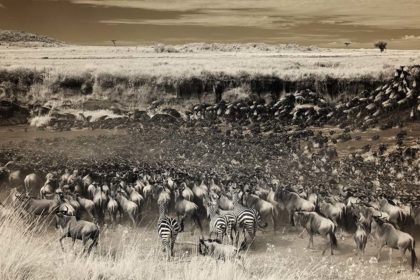 Great Migration in Africa photographed with Infrared