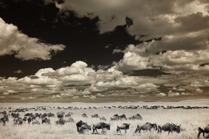 Great Migration in Africa photographed with Infrared