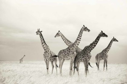 Giraffe in Africa photographed with Infrared