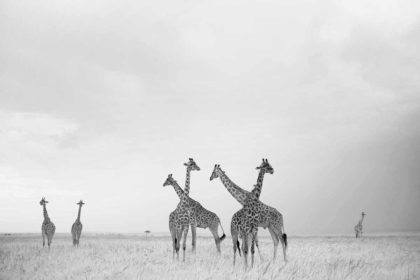 Giraffe in Africa photographed with Infrared