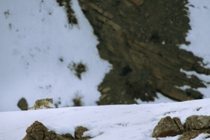 Snow-Leopard-Safari_DSC9910