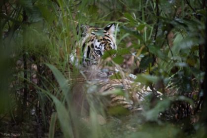 Tiger-Photo-Safari_DSC1737-1