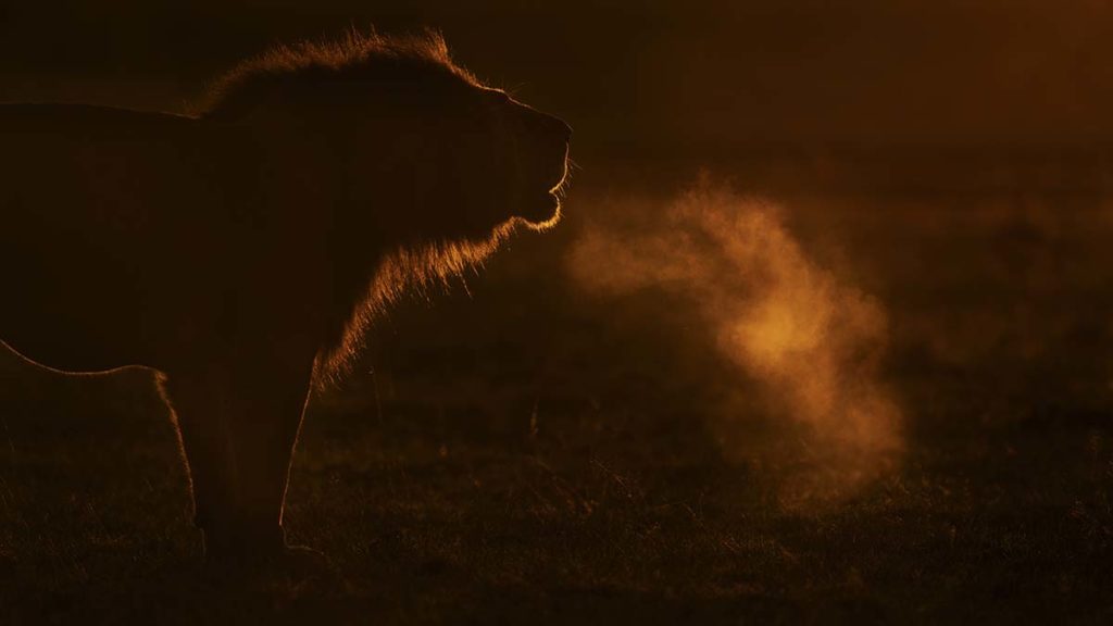 lion with breath back lit in morning light