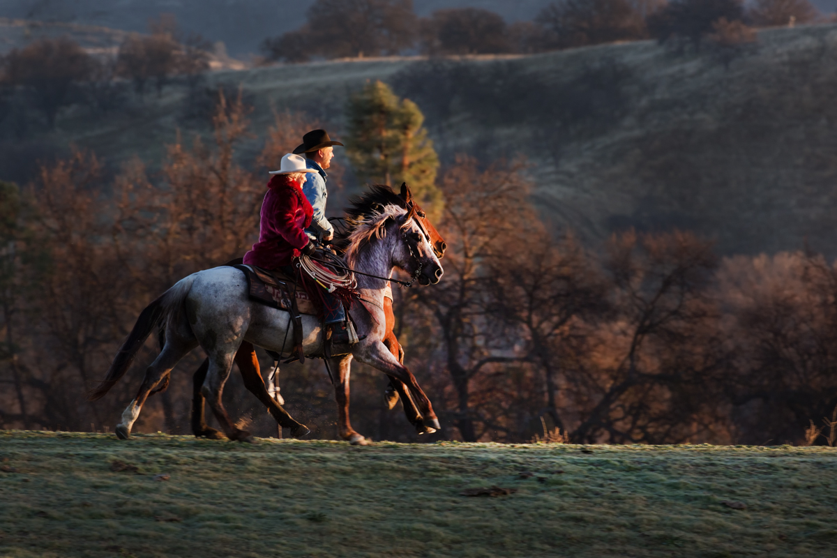 horses photographed at a horse photography workshop