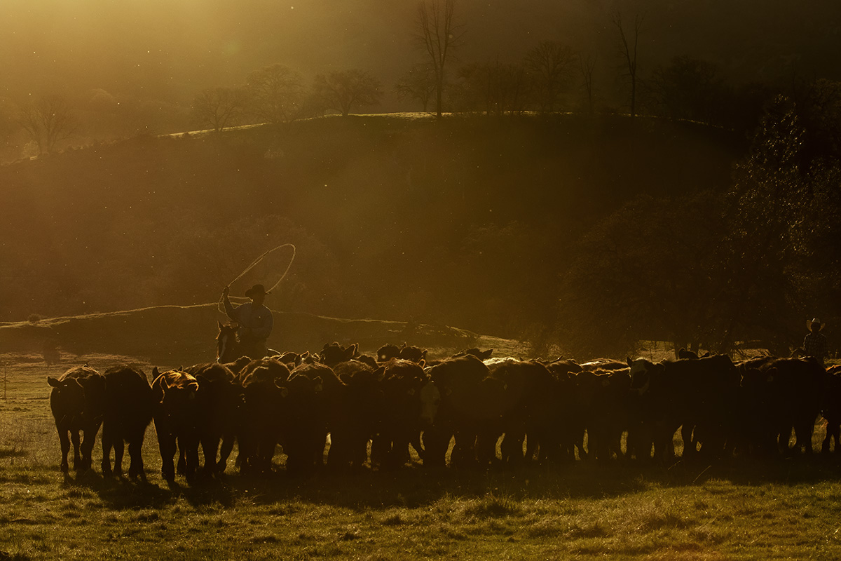 cattle drive photographed at a horse photography workshop