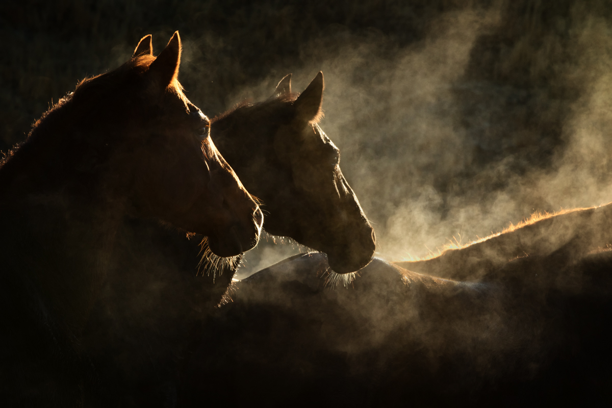 Beautiful horses on a ranch photographed during a horse photography workshop