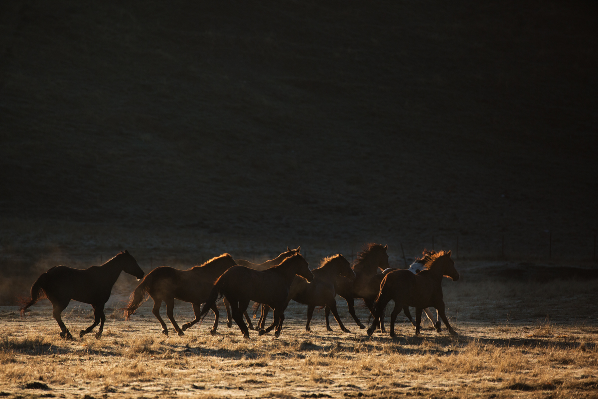 Beautiful horses on a ranch photographed during a horse photography workshop