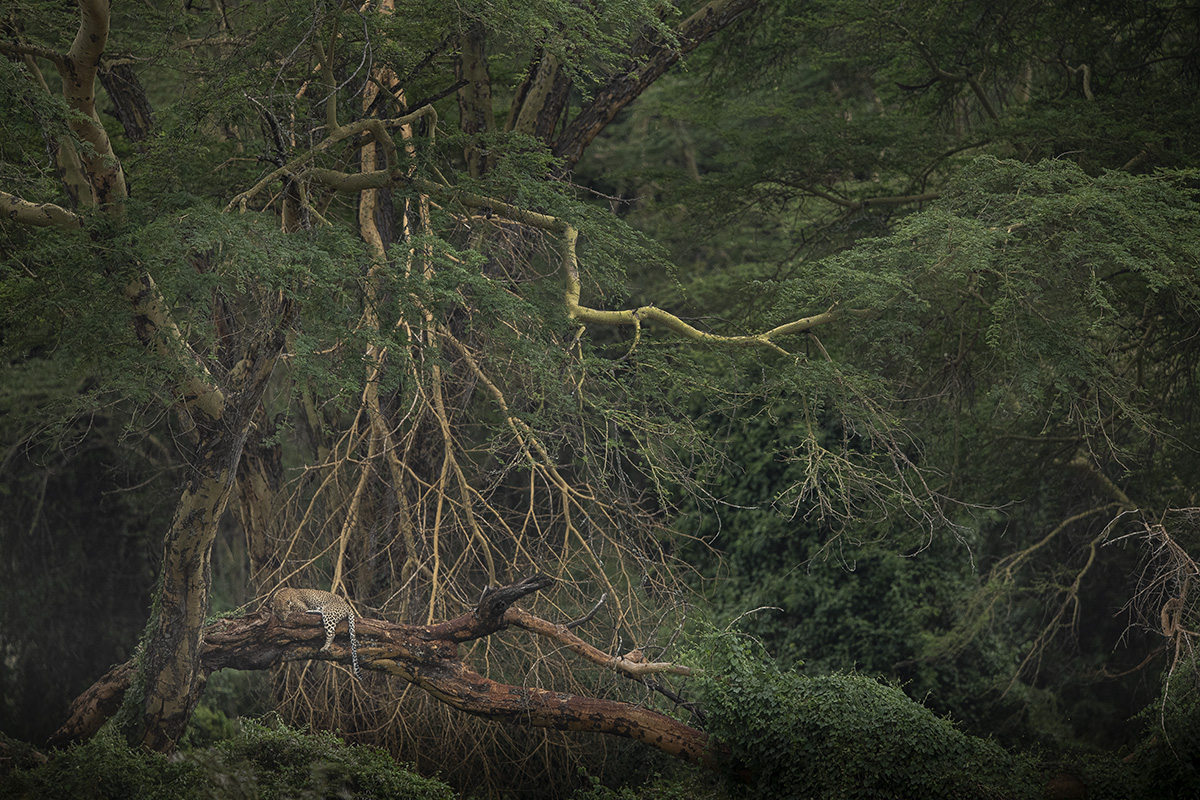 Leopard in a tree on a photo safari in Africa