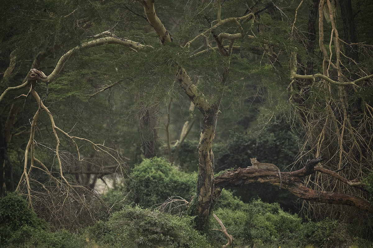 Leopard in a tree on a photo safari in Africa