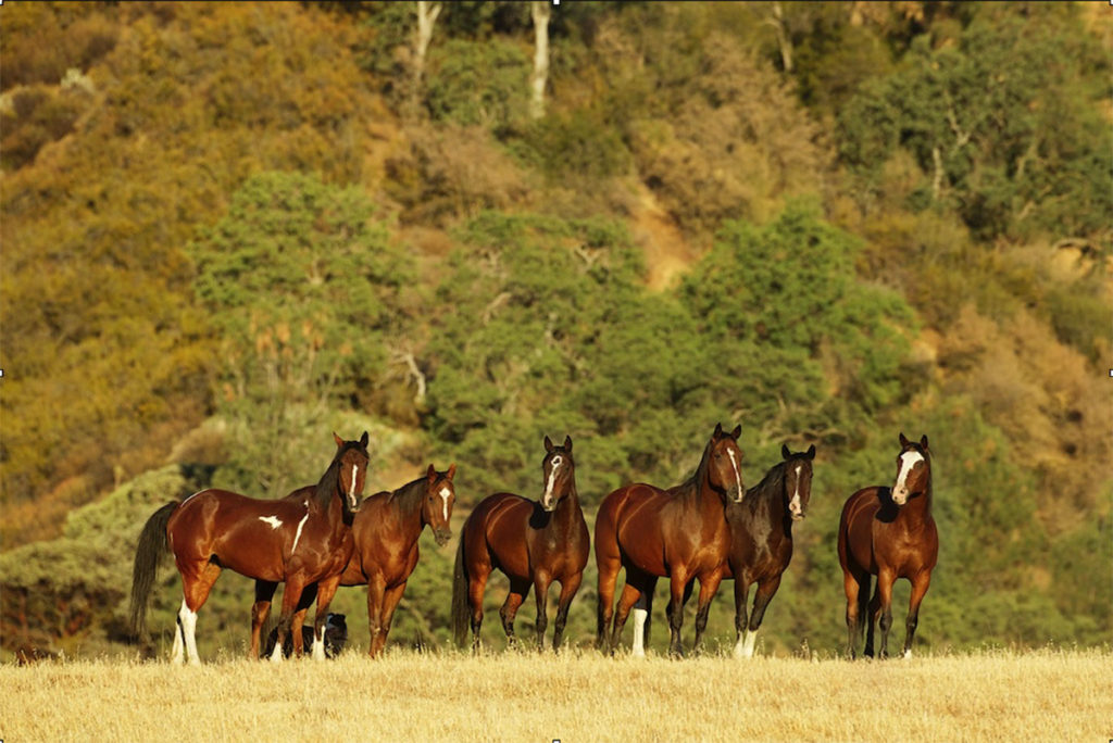 Beautiful horses on a ranch photographed during a horse photography workshop

