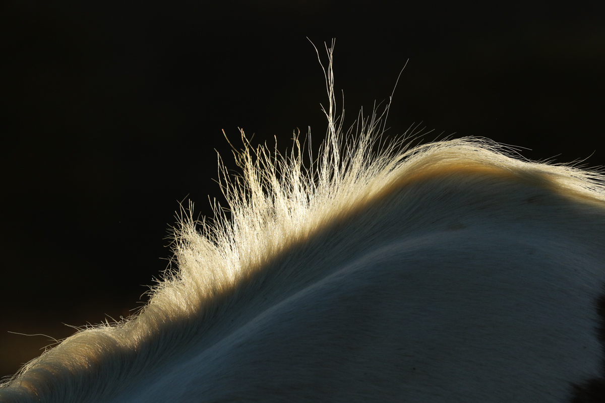 Horses mane photographed at a horse photography workshop