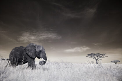 Elephant-on-the-Serengeti-plains_IMG_8350