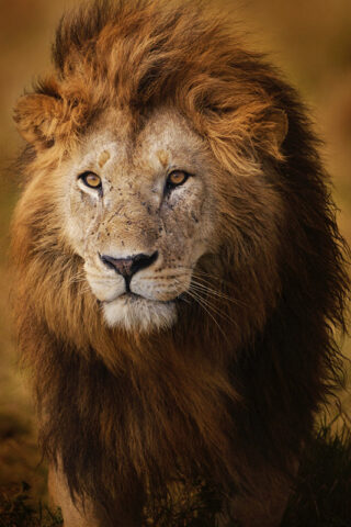 Portrait of Notch, the most famous lion in Kenya