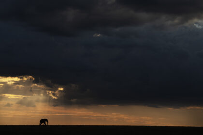 Elephant in the maasai mara captured on a photo safari in Africa