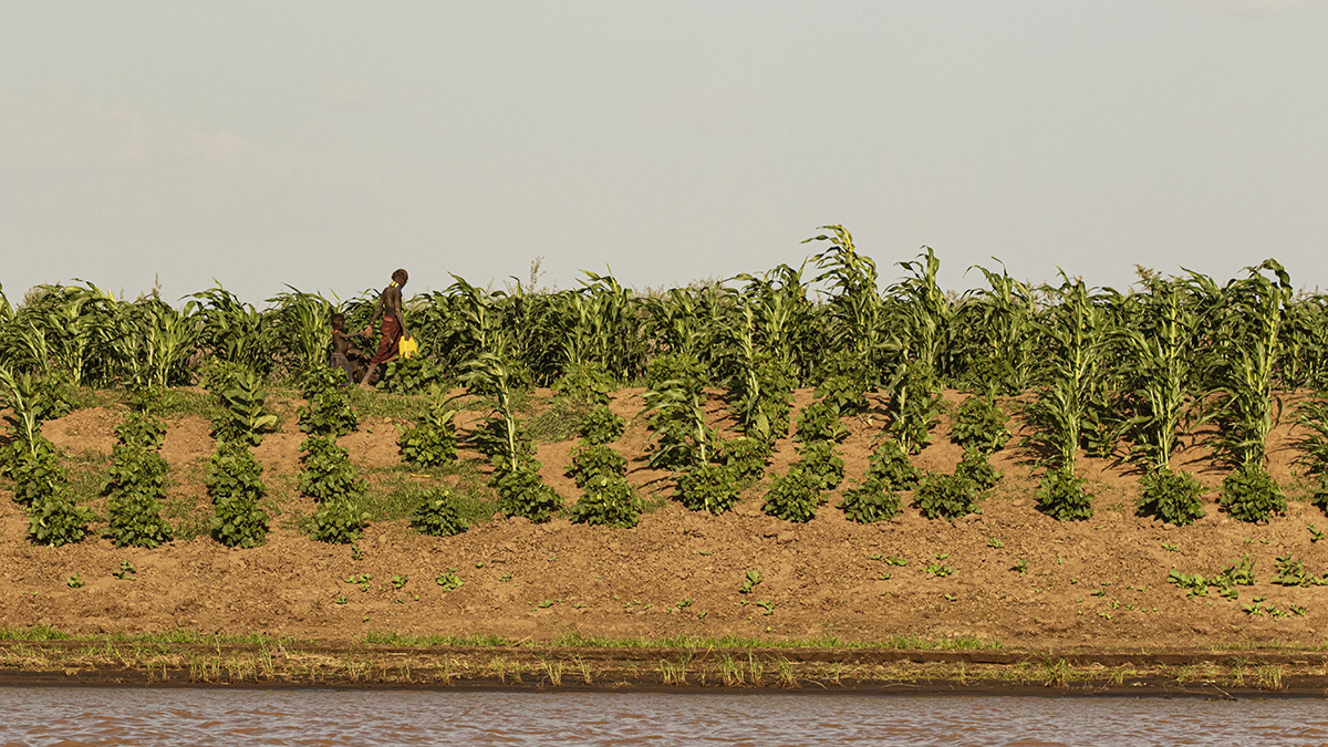 Daasanach tribe farming along the Omo River. 