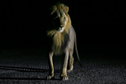 Lion. Doing night photography in Africa on a photo safari in Botswana