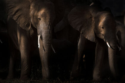 Elephant-Africa-Photo-Safari_DSC0522-1