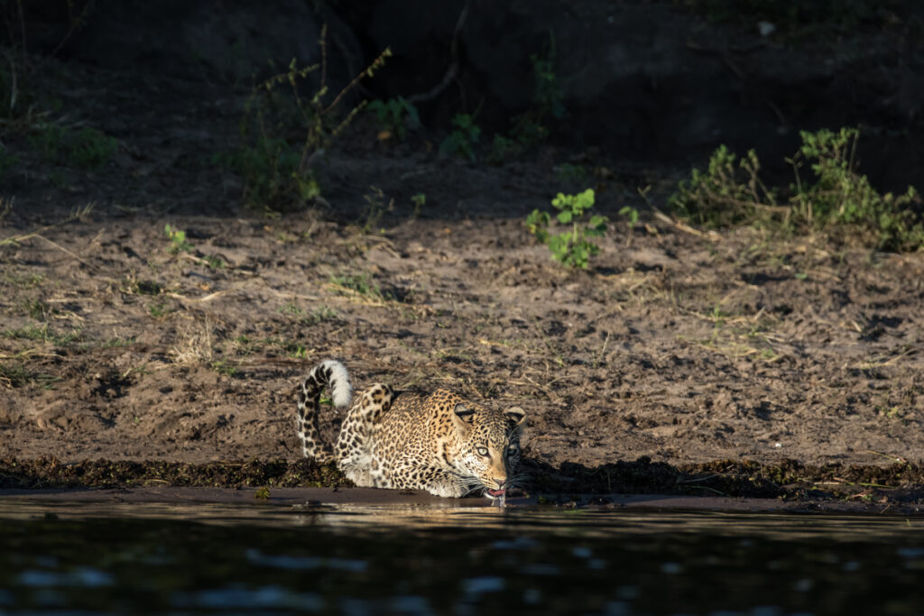 Leopard drinking form the Chobe river in Botswana, Africa