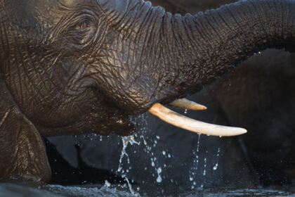 Botswana-elephant-photo-safari-5E4A1951-Edit