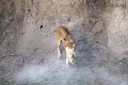 Africa-Photo-Safari-Lion-cub-DSC_9909-3