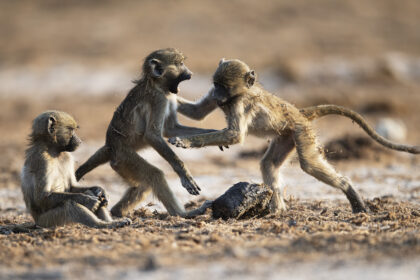 Baboon_Dung-Ball-DSC_0729-1