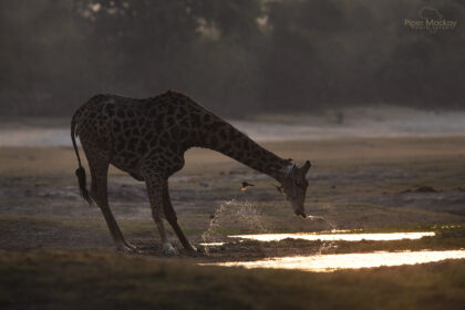 Giraffe-Africa-Photo-Safari-Botswana-DSC_0958-1