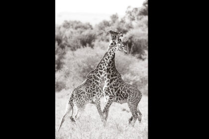 Giraffe-Photo-Safari-