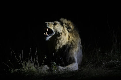 LIon-Night-photography-DSC_0910-1