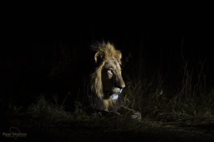 Lion-Botswana_Photo-Safari-DSC_0953-1