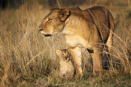 Lion-Cub-Africa-wildlife-Photo-Safari-DSC_9631-1